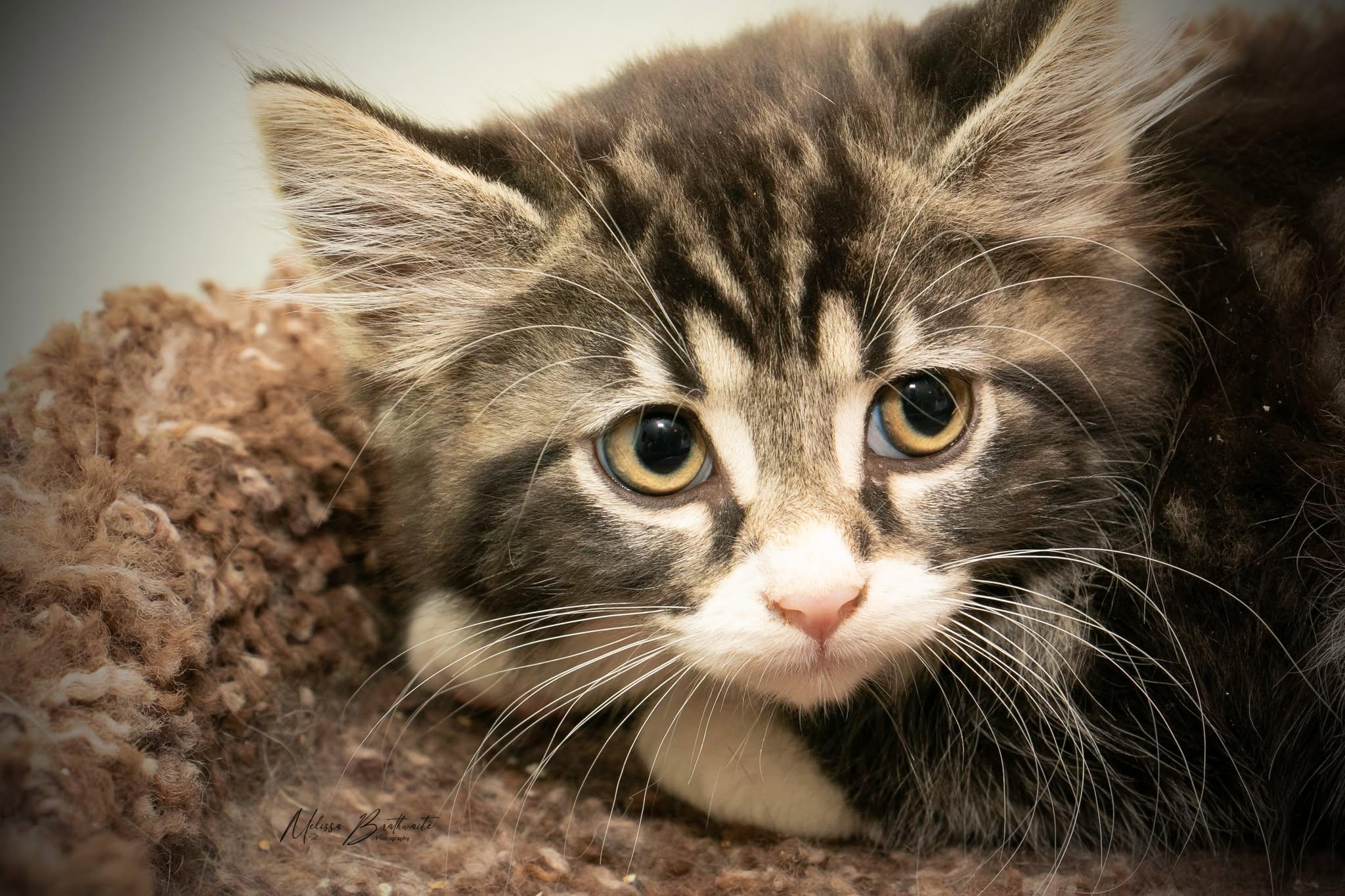 Joanie, Adoptable, Kitten Female Domestic Medium Hair.