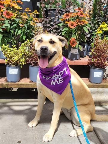 JOJO, Adoptable, Adult Female Pit Bull Terrier & Labrador Retriever.