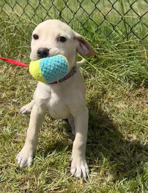 Enlarge Ryker, a Adoptable Labrador Retriever in Tarrytown, GA image 1/3