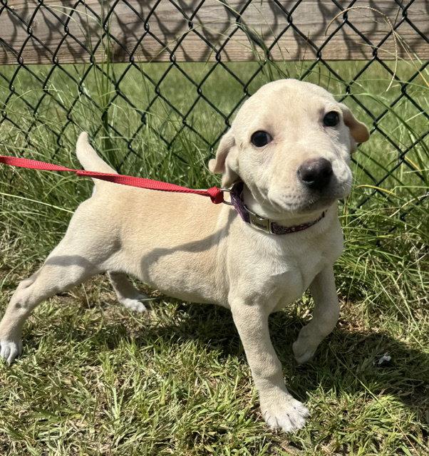Enlarge Ryker, a Adoptable Labrador Retriever in Tarrytown, GA image 2/3
