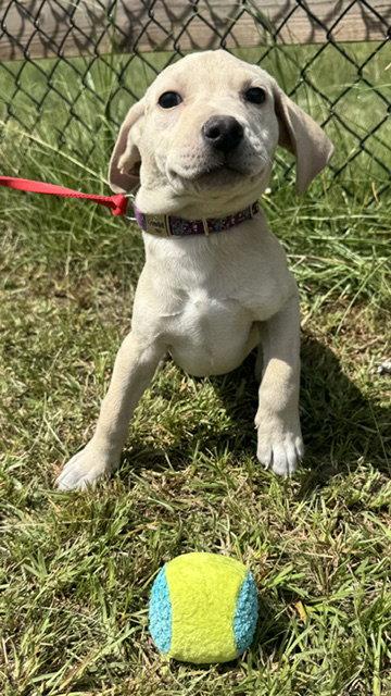 Enlarge Ryker, a Adoptable Labrador Retriever in Tarrytown, GA image 3/3