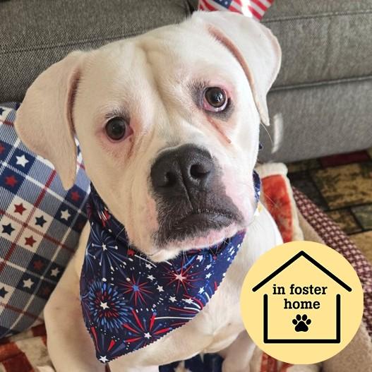 CORDELIA, Adoptable, Young Female American Bulldog & Mixed Breed.