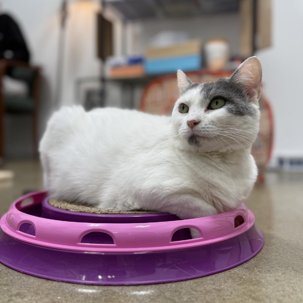 Cee Cee 2023, a Adoptable Domestic Short Hair in Bensalem, PA image 1/6