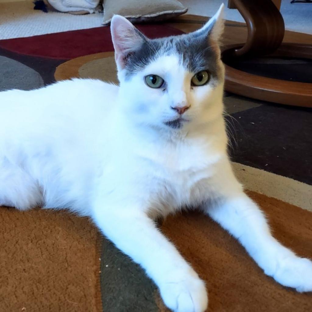 Cee Cee 2023, a Adoptable Domestic Short Hair in Bensalem, PA image 1/4