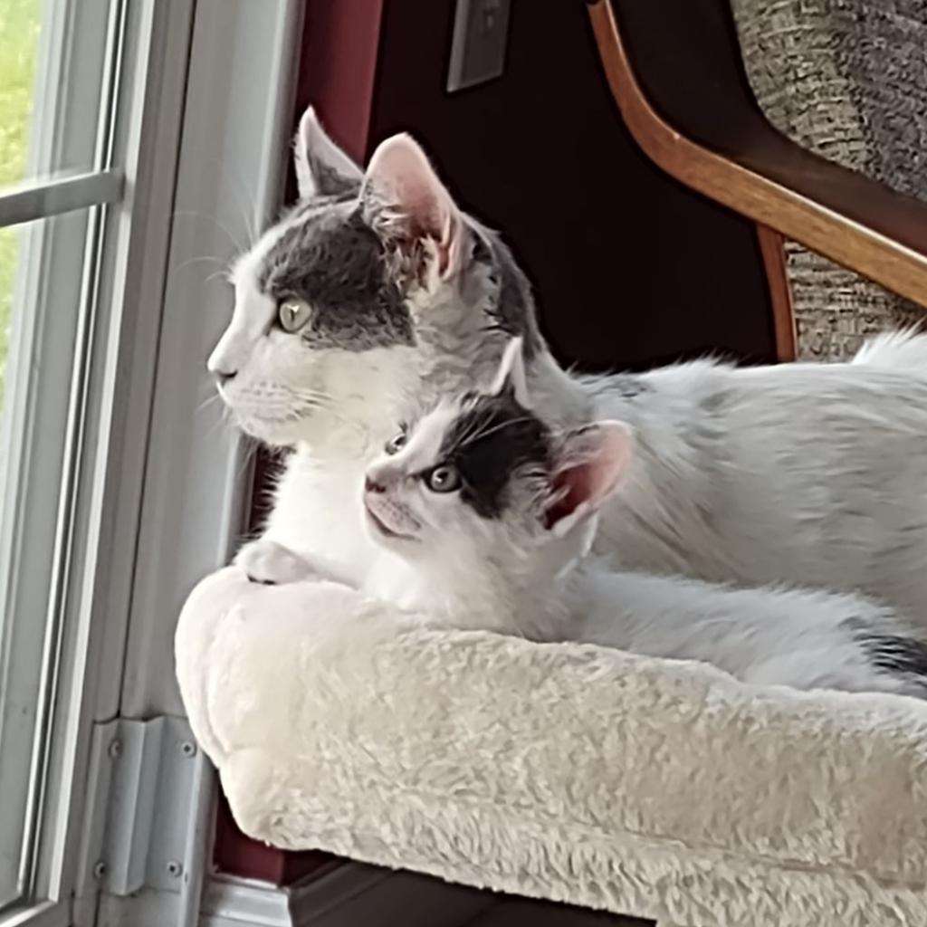 Cee Cee 2023, a Adoptable Domestic Short Hair in Bensalem, PA image 2/4