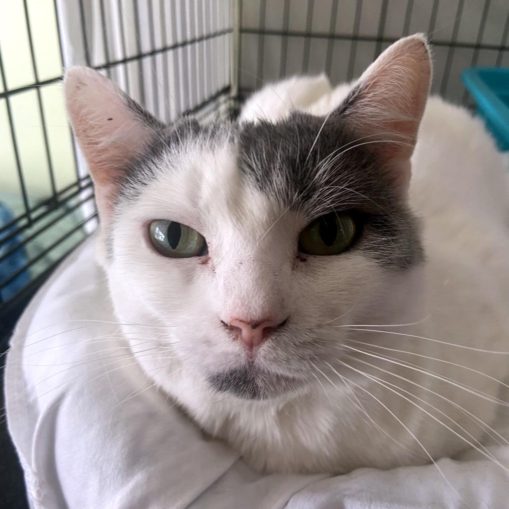 Cee Cee 2023, a Adoptable Domestic Short Hair in Bensalem, PA image 2/4