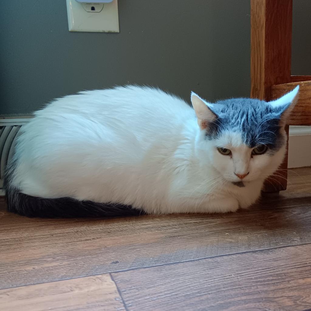 Cee Cee 2023, a Adoptable Domestic Short Hair in Bensalem, PA image 3/4