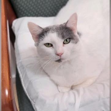 Cee Cee 2023, a Adoptable Domestic Short Hair in Bensalem, PA image 6/6