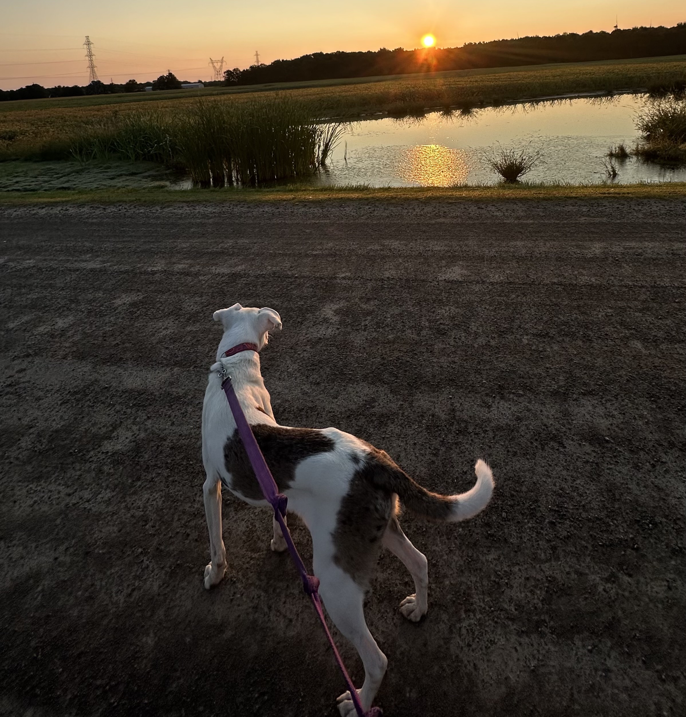 Willow, a Adoptable Catahoula Leopard Dog in Ransomville, NY image 1/6