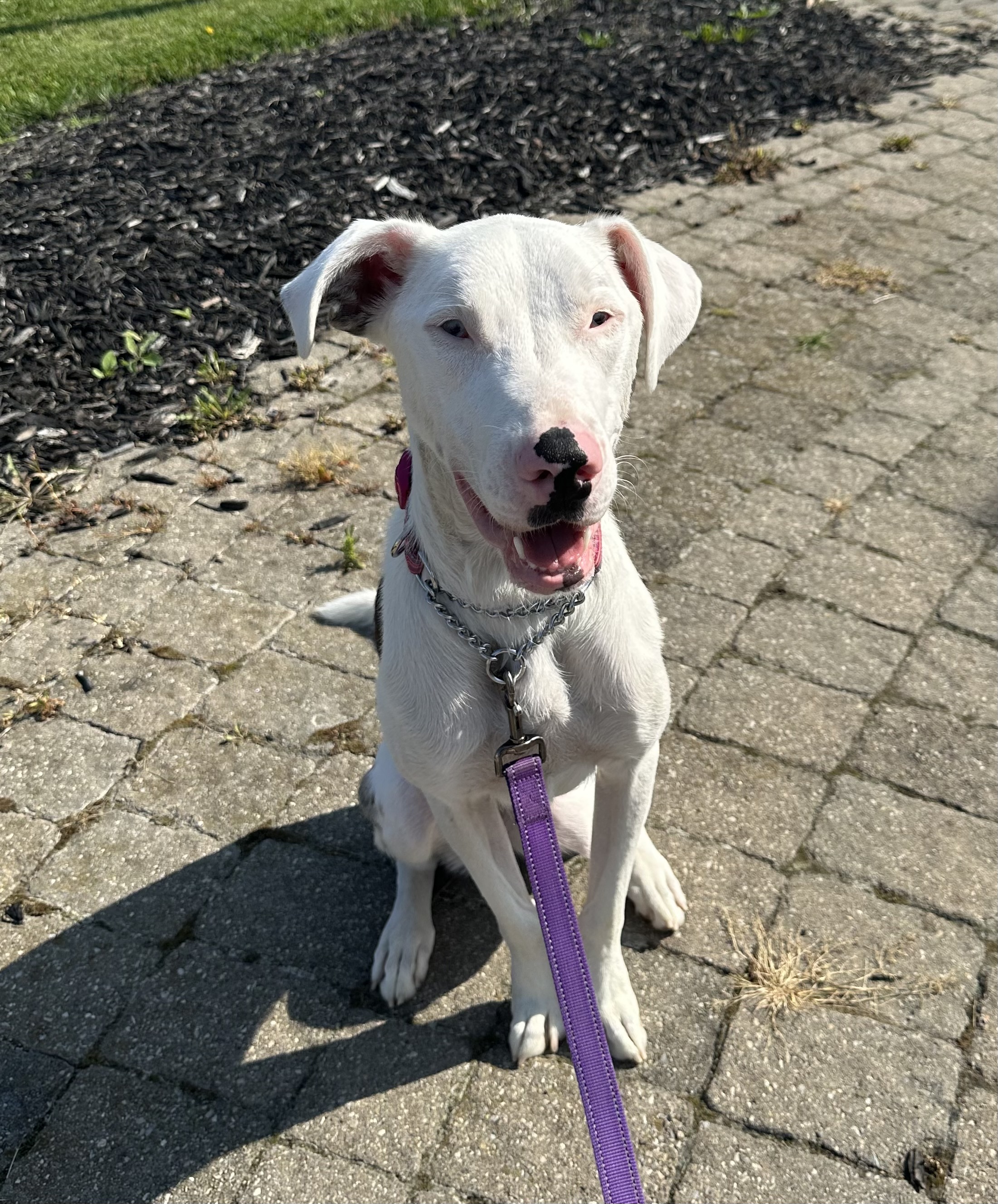 Willow, a Adoptable Catahoula Leopard Dog in Ransomville, NY image 2/6