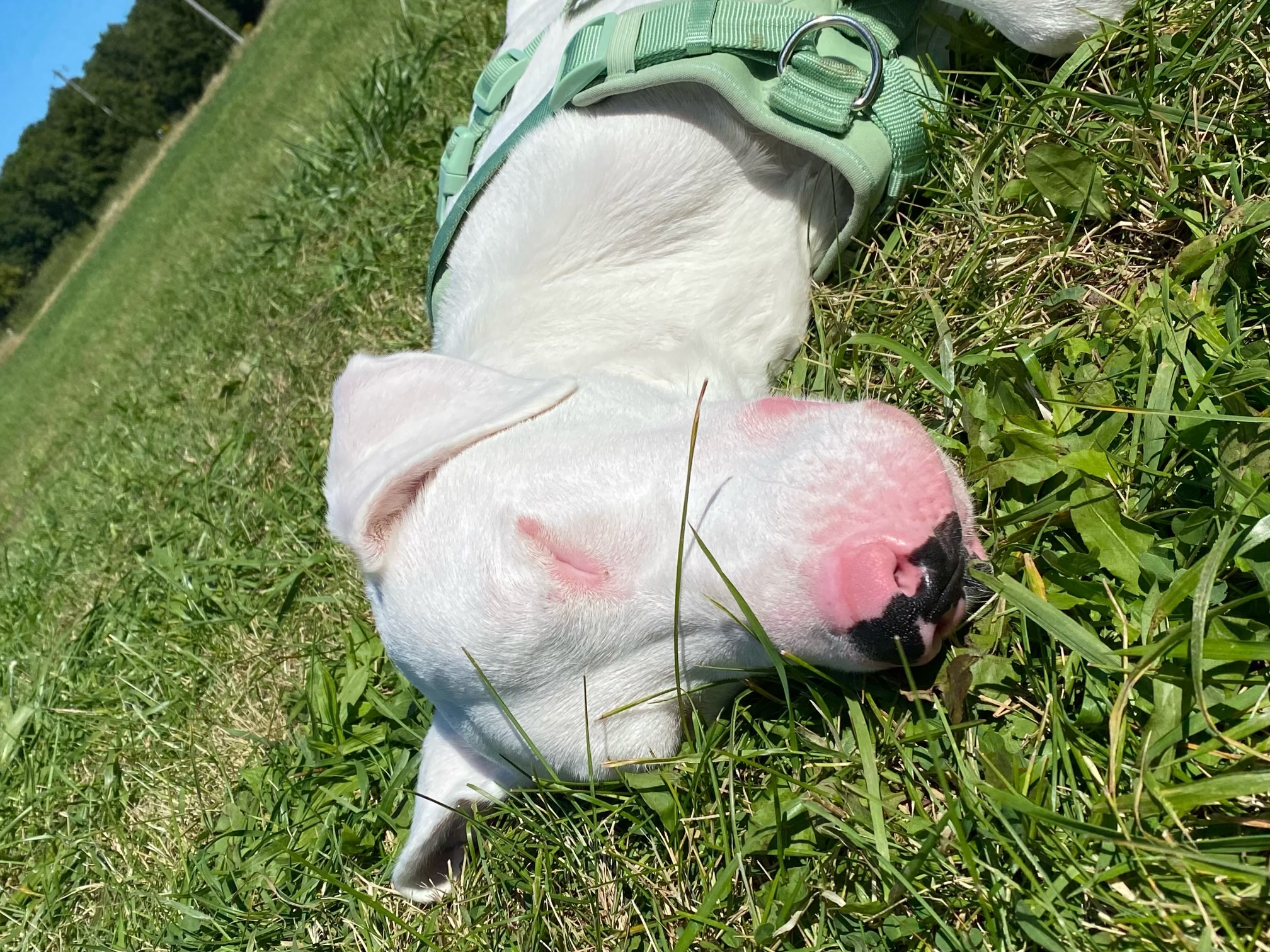 Willow, a Adoptable Catahoula Leopard Dog in Ransomville, NY image 3/6