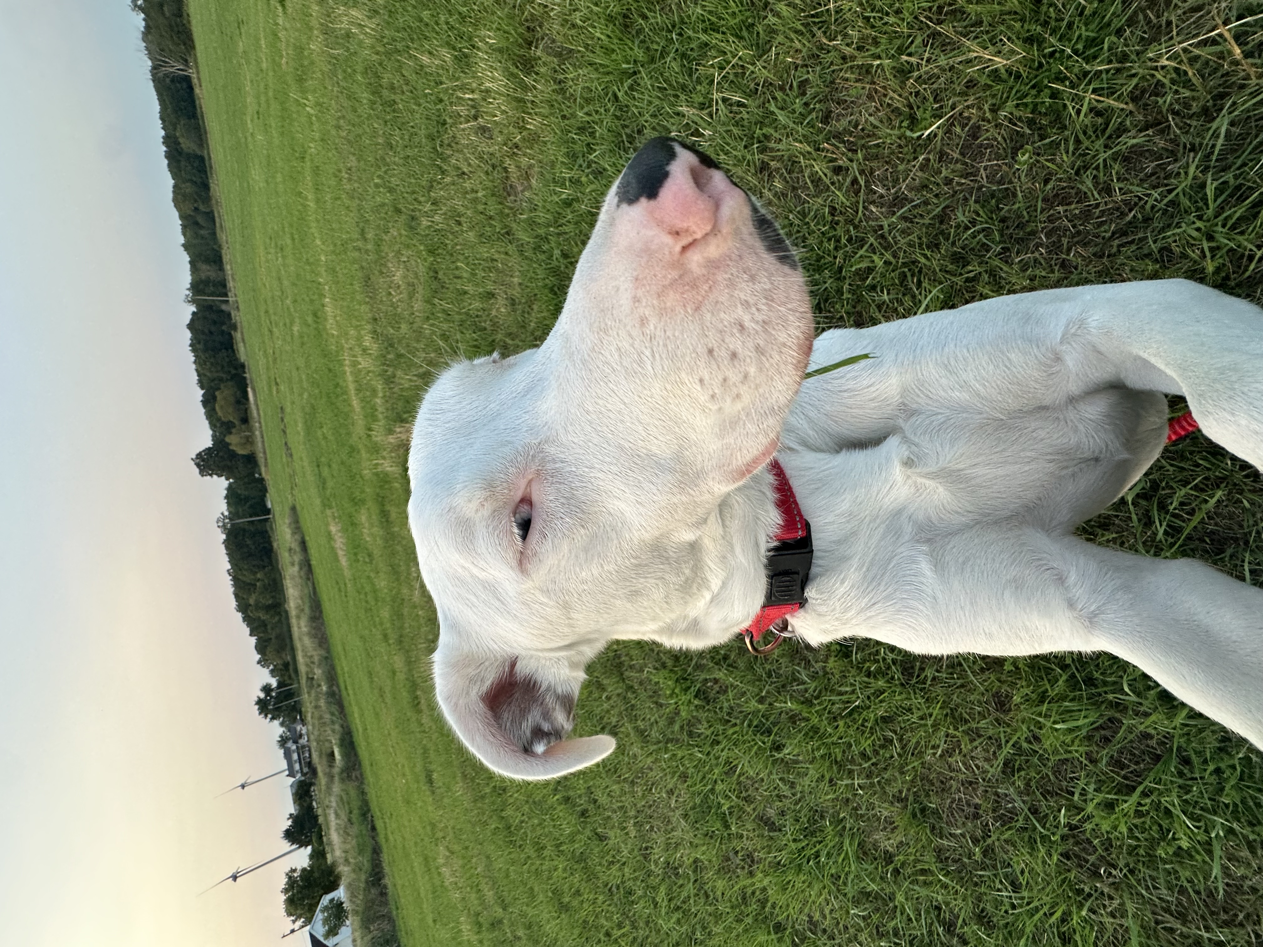 Willow, a Adoptable Catahoula Leopard Dog in Ransomville, NY image 4/6