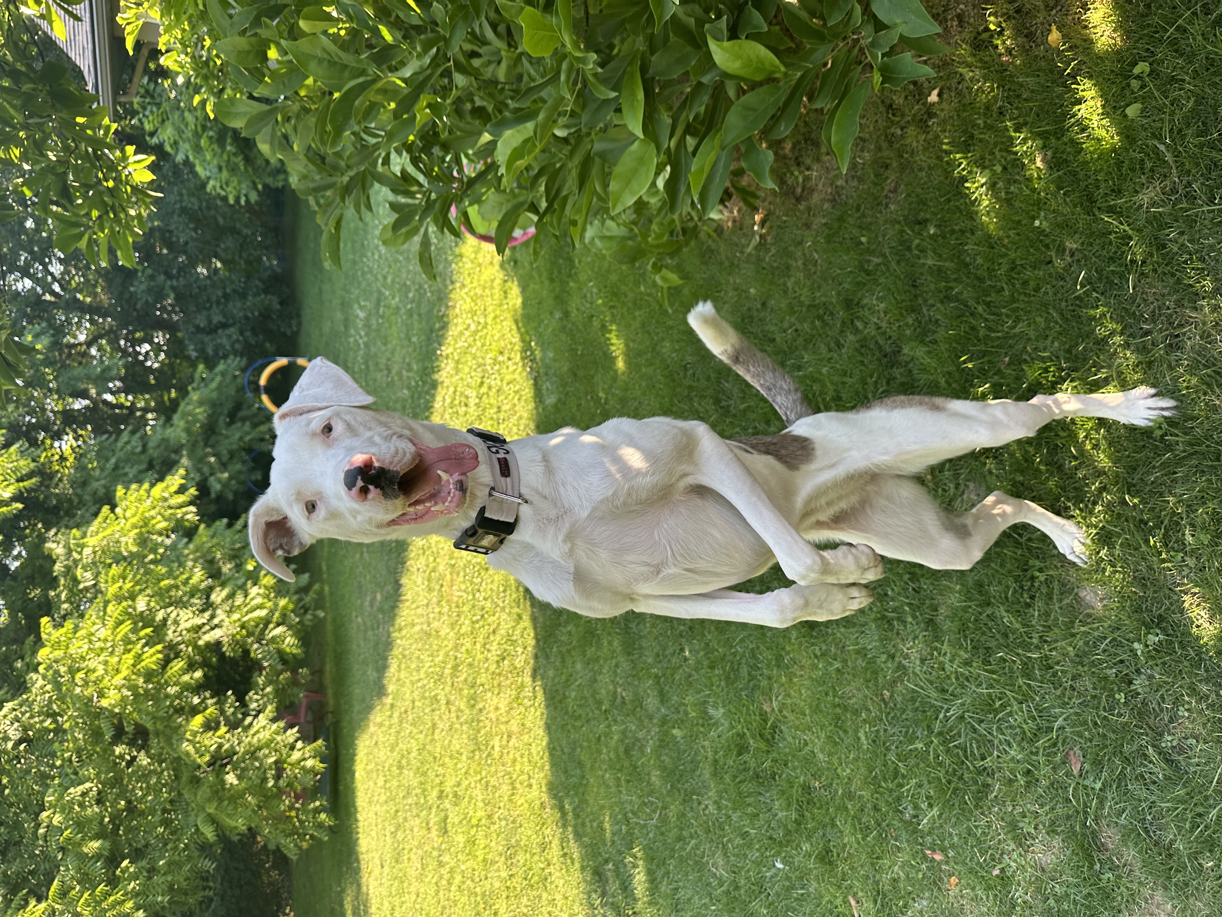 Willow, a Adoptable Catahoula Leopard Dog in Ransomville, NY image 5/6