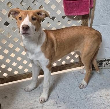 Winter, ADOPTABLE, Puppy Female Border Collie.