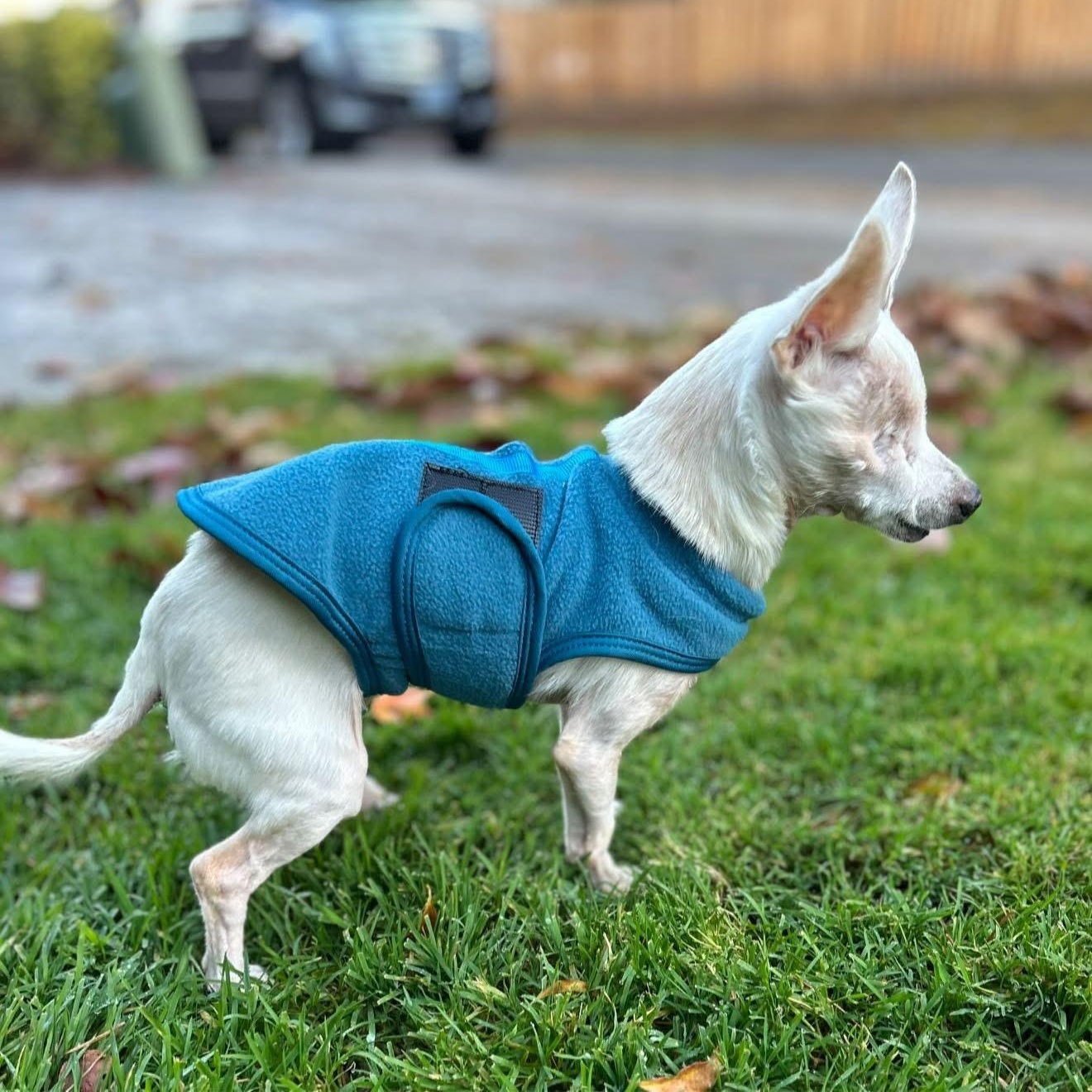 Lilly, a Adoptable mixed breed in Saint Helens, OR image 1/6