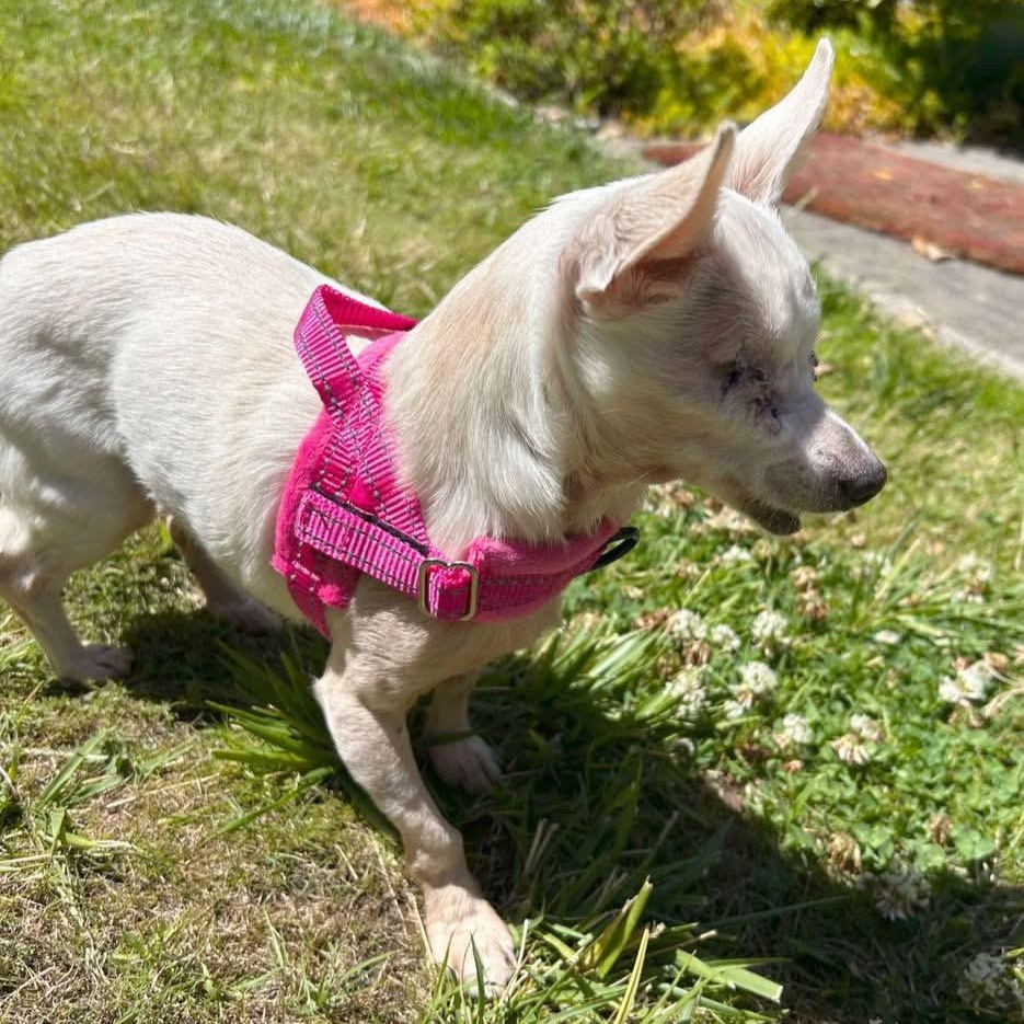 Lilly, a Adoptable mixed breed in Saint Helens, OR image 3/6