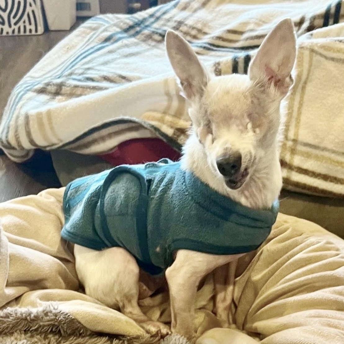 Lilly, a Adoptable mixed breed in Saint Helens, OR image 4/6