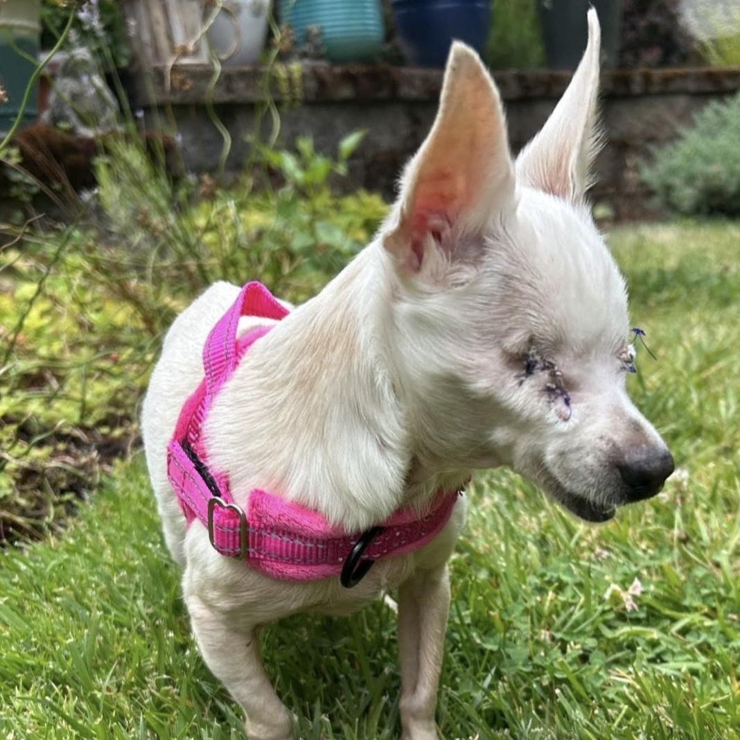 Lilly, a Adoptable mixed breed in Saint Helens, OR image 5/6