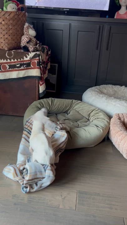 Enlarge Lilly, a Adoptable mixed breed in Saint Helens, OR video 6/6