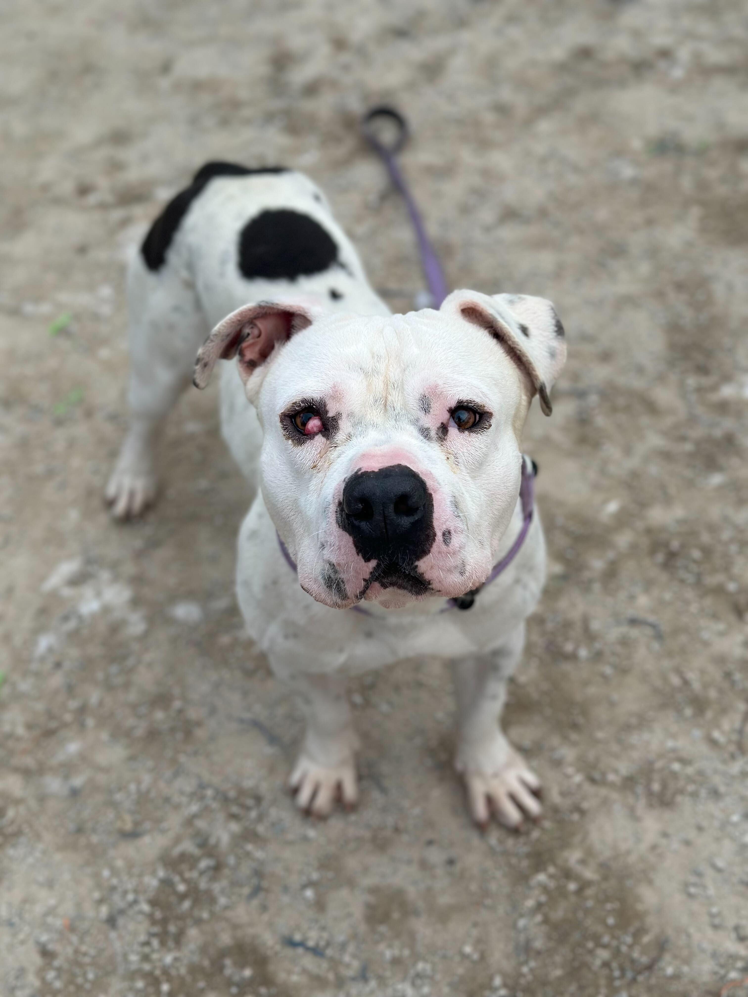 Enlarge Titan, a Adoptable mixed breed in Conshohocken, PA image 1/6