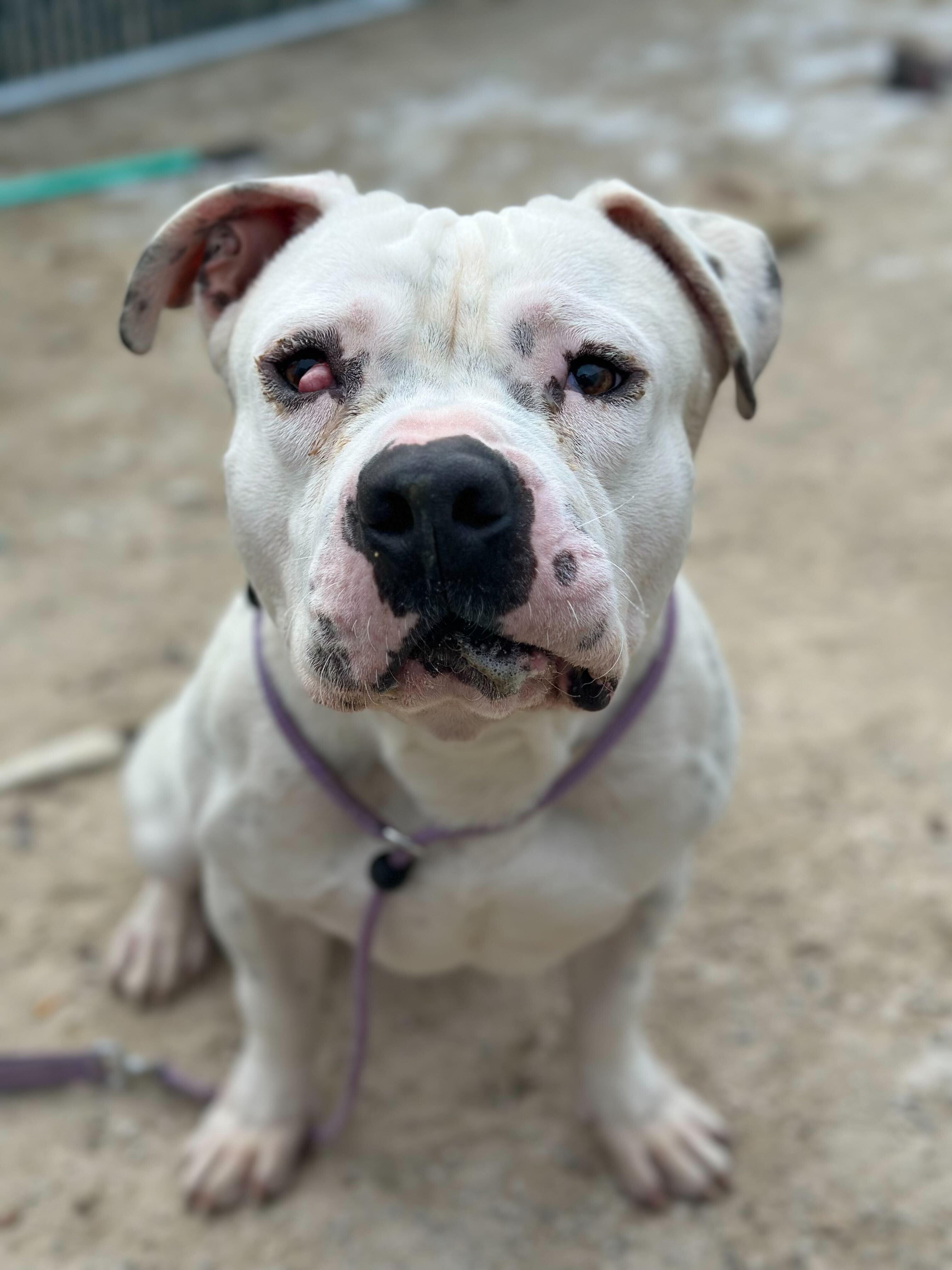 Enlarge Titan, a Adoptable mixed breed in Conshohocken, PA image 6/6