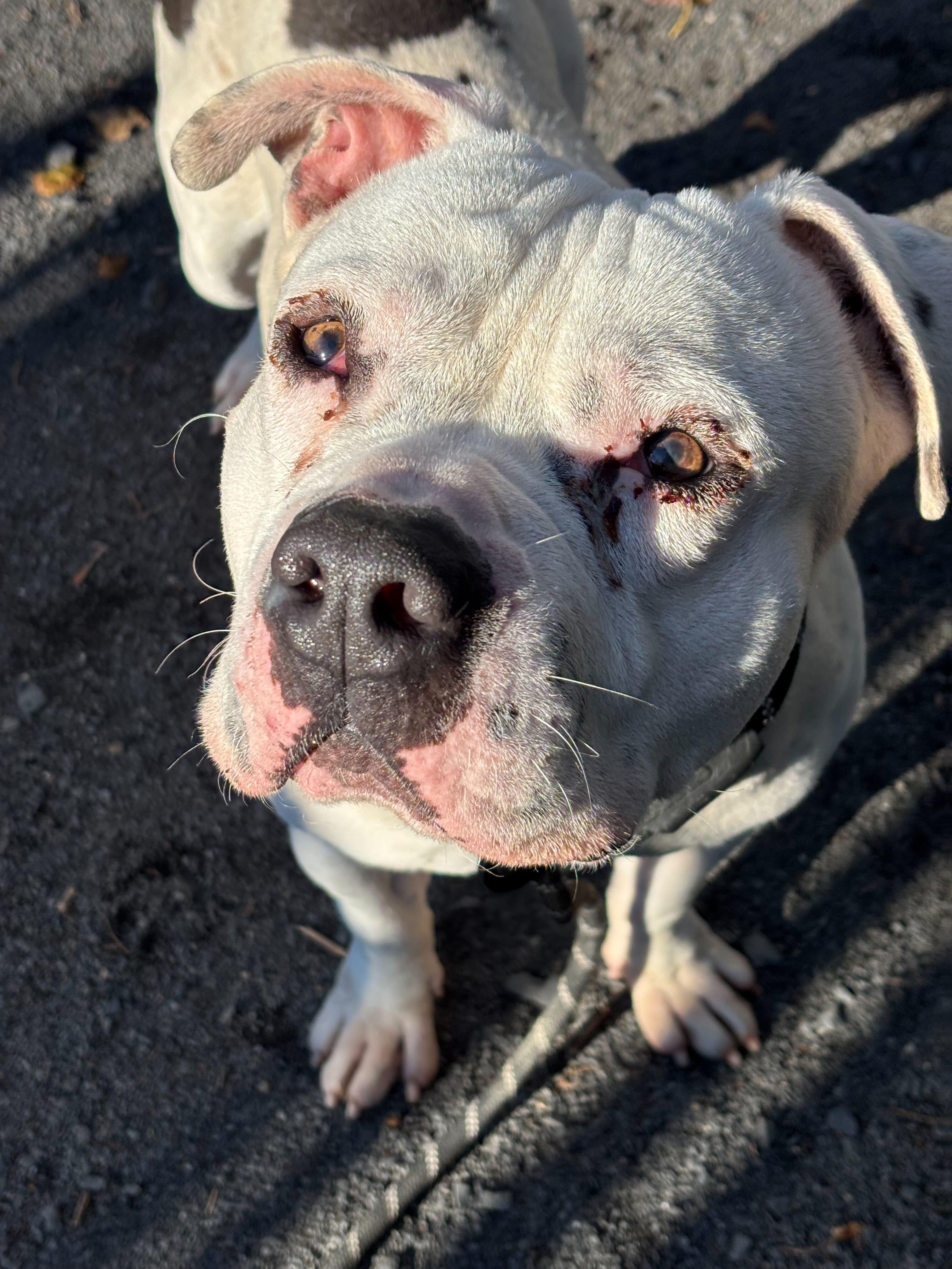 Titan, Adoptable, Young Male American Staffordshire Terrier & Bulldog.