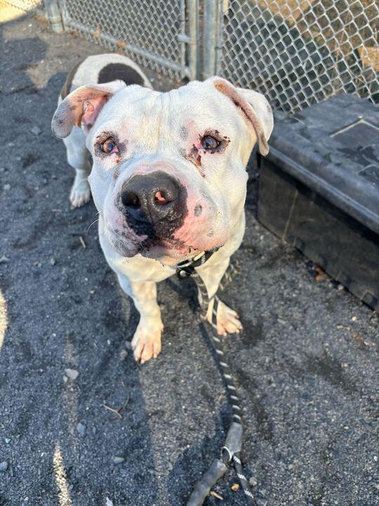 Titan, a Adoptable mixed breed in Conshohocken, PA image 3/3