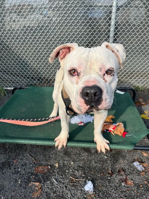 Titan, a Adoptable mixed breed in Conshohocken, PA image 2/3