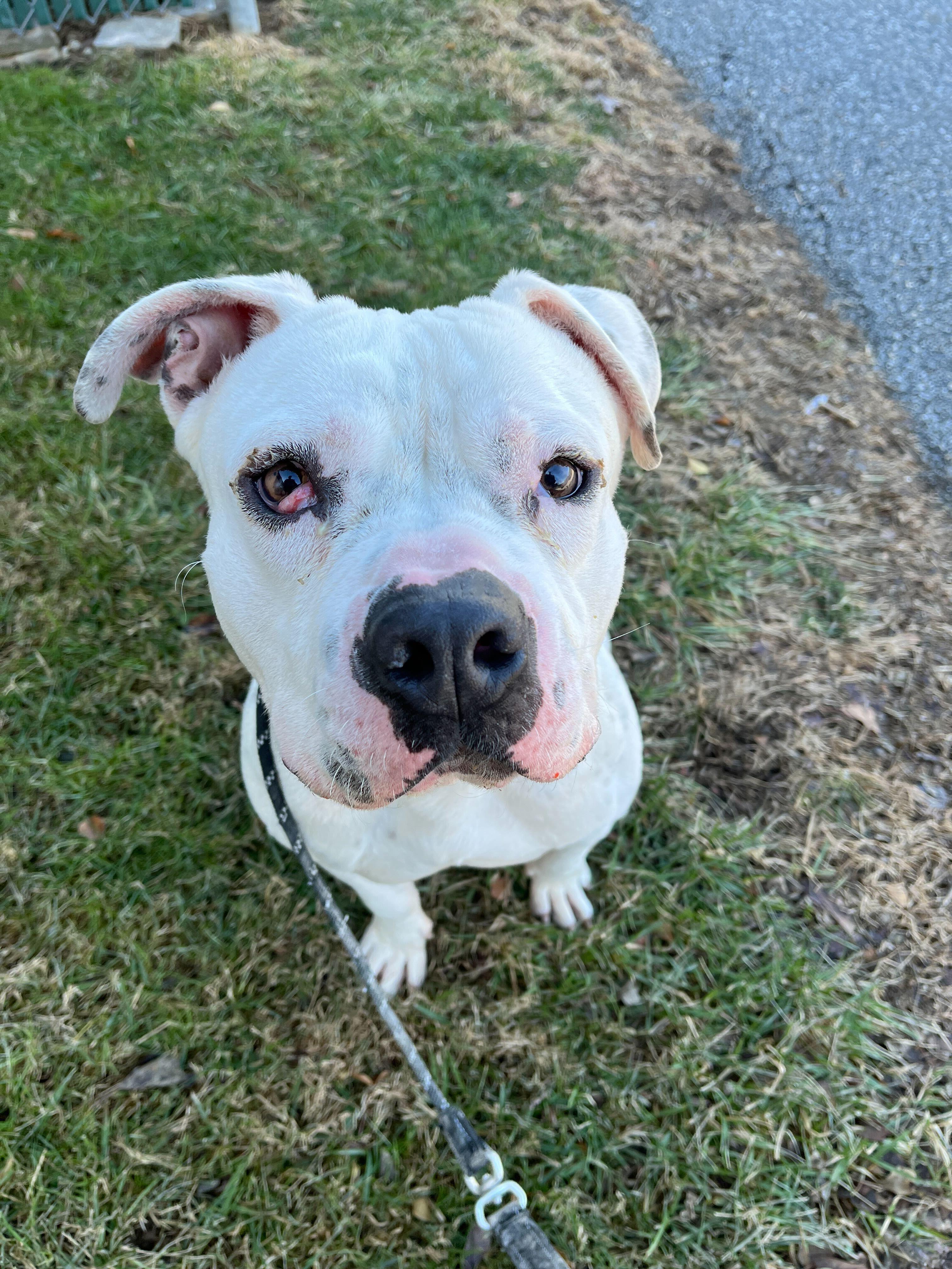 Enlarge Titan, a Adoptable mixed breed in Conshohocken, PA image 2/6