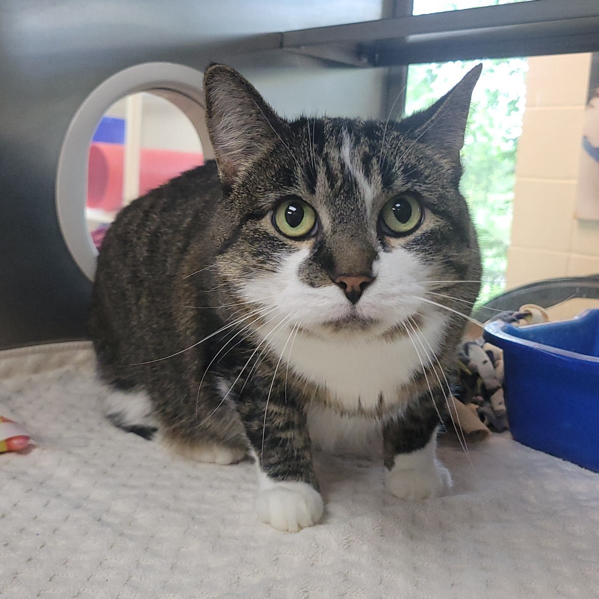 Agatha, Adoptable, Senior Female Domestic Short Hair.