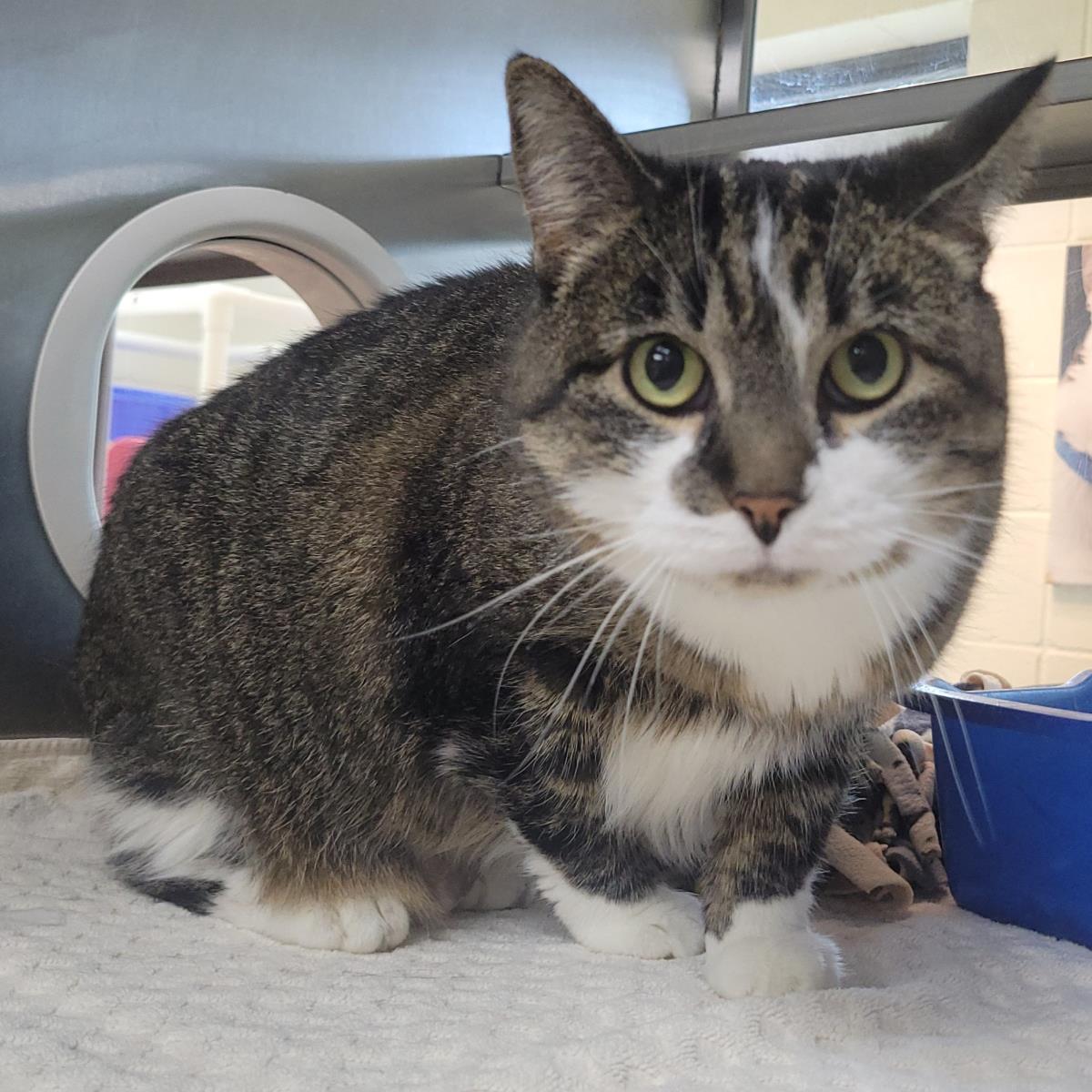 Enlarge Agatha, a Adoptable Domestic Short Hair in Plover, WI image 2/3
