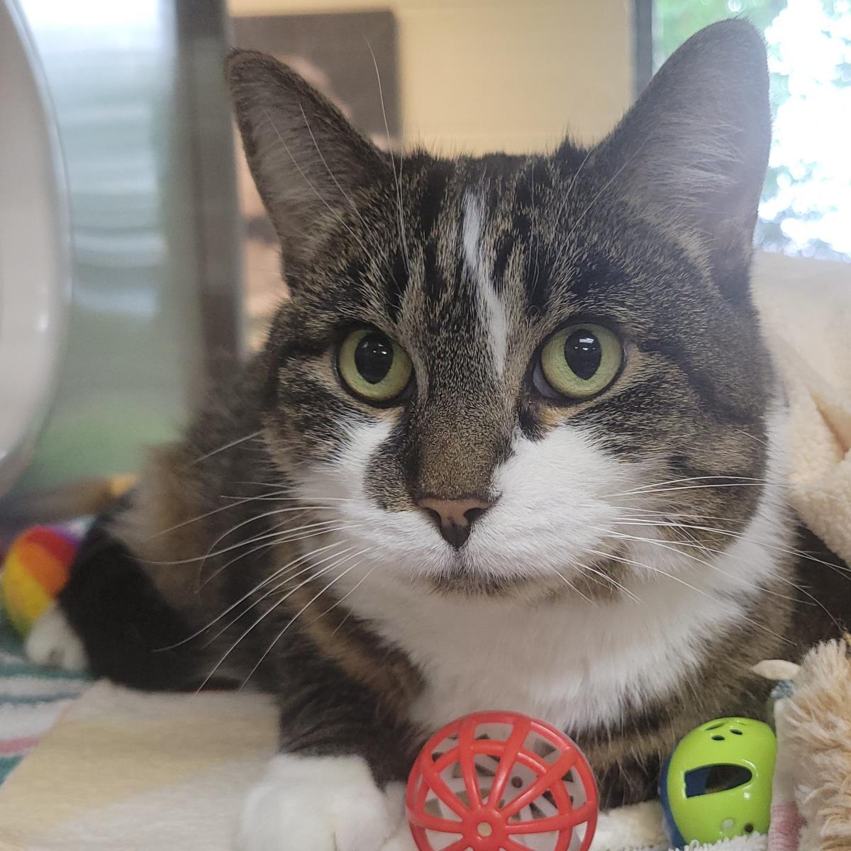 Enlarge Agatha, a Adoptable Domestic Short Hair in Plover, WI image 3/3