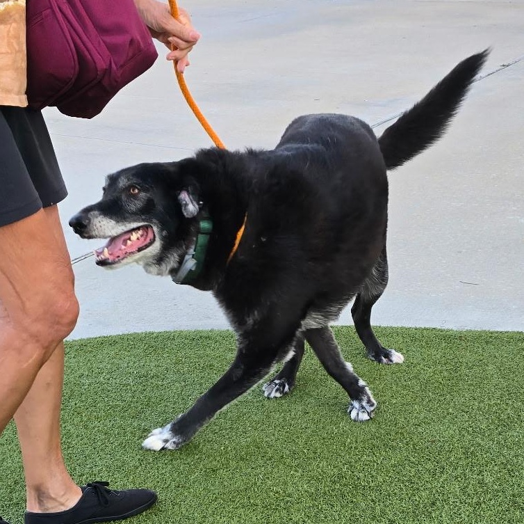 MAJOR — thumbnail 2