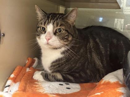 Milo, a Adoptable mixed breed in Virginia Beach, VA image 1/3