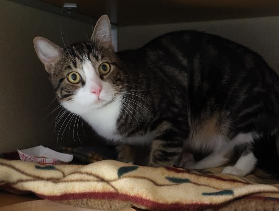 Milo, a Adoptable mixed breed in Virginia Beach, VA image 2/3