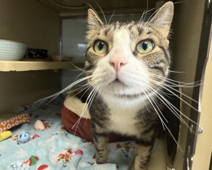 Milo, a Adoptable mixed breed in Virginia Beach, VA image 3/3