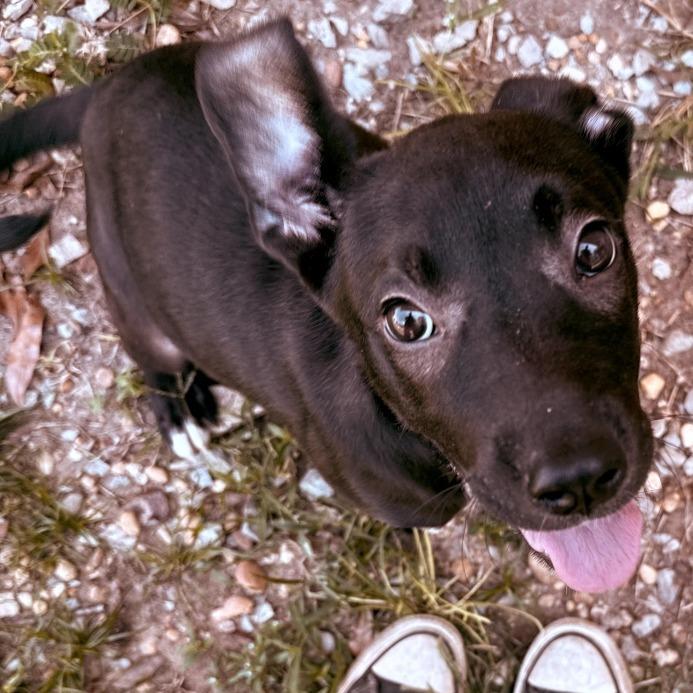 Enlarge Blossom, a Adoptable English Bulldog in Enterprise, AL image 1/2
