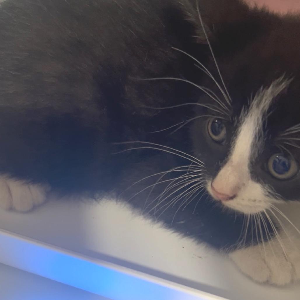 Moe, Adoptable, Kitten Male Domestic Short Hair.