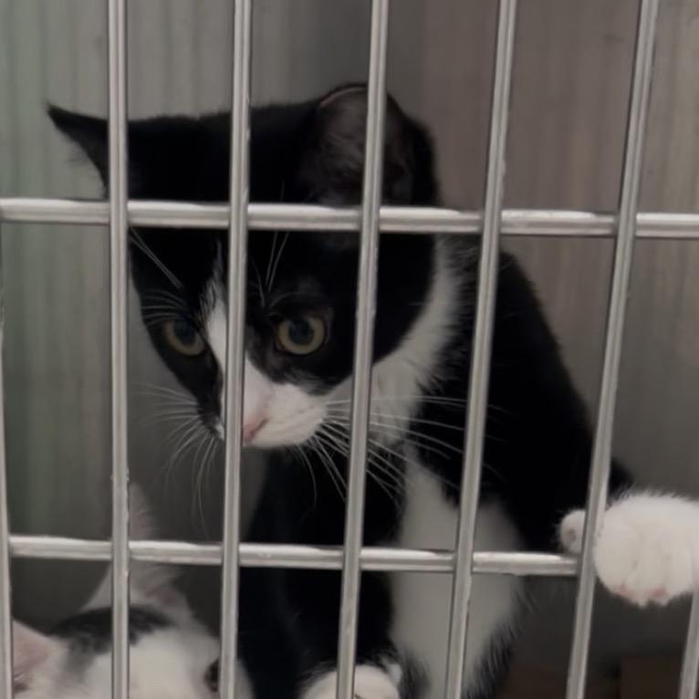Enlarge Moe, a Adoptable Domestic Short Hair in Manheim, PA image 2/5