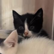 Enlarge Moe, a Adoptable Domestic Short Hair in Manheim, PA image 3/5
