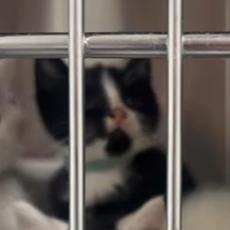 Enlarge Moe, a Adoptable Domestic Short Hair in Manheim, PA image 5/5