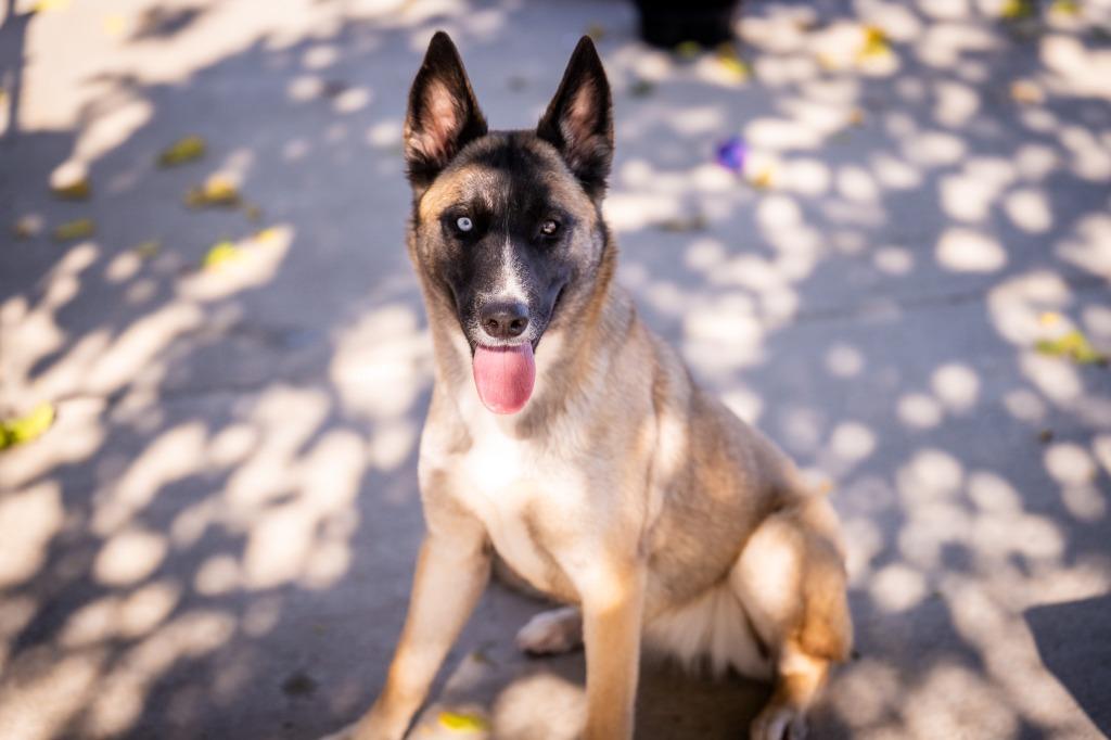 Enlarge Janie, a Adoptable mixed breed in Twentynine Palms, CA image 1/6