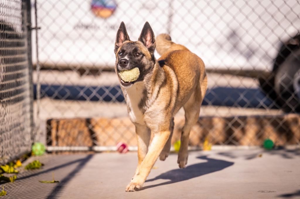 Enlarge Janie, a Adoptable mixed breed in Twentynine Palms, CA image 2/6