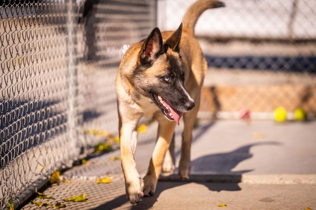 Enlarge Janie, a Adoptable mixed breed in Twentynine Palms, CA image 3/6