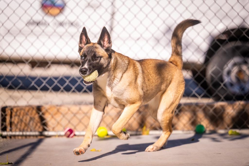 Enlarge Janie, a Adoptable mixed breed in Twentynine Palms, CA image 4/6