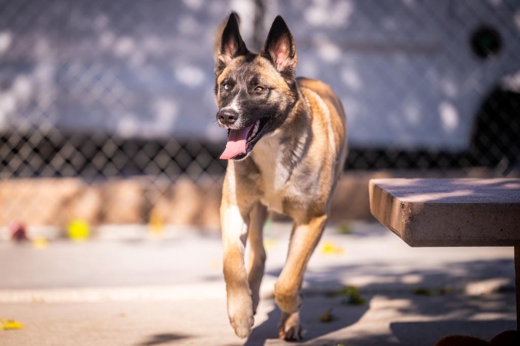 Enlarge Janie, a Adoptable mixed breed in Twentynine Palms, CA image 5/6