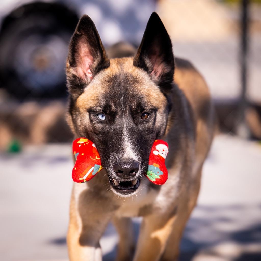 Enlarge Janie, a Adoptable mixed breed in Twentynine Palms, CA image 6/6