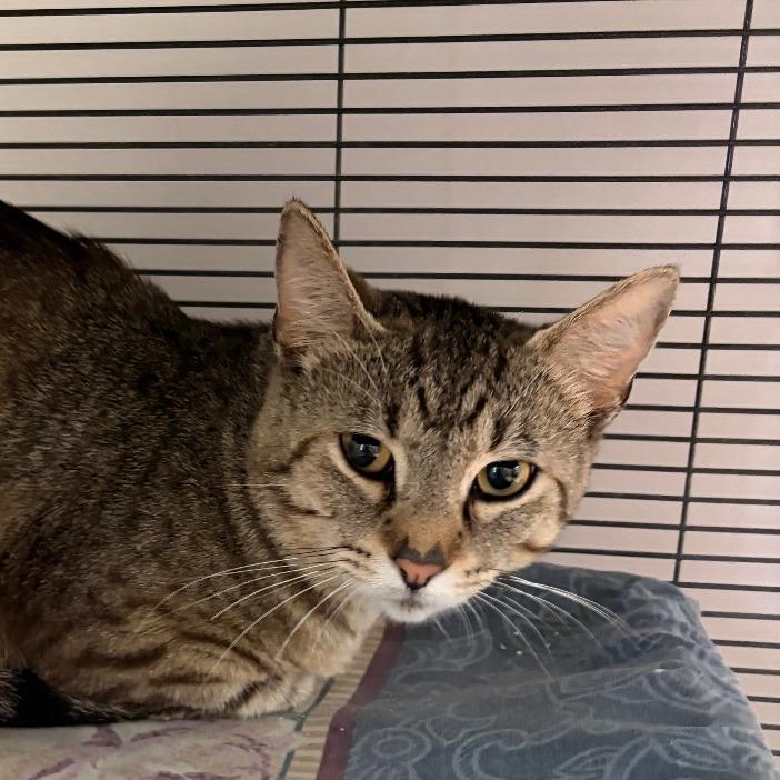 Kunal, Adoptable, Adult Male Domestic Short Hair.