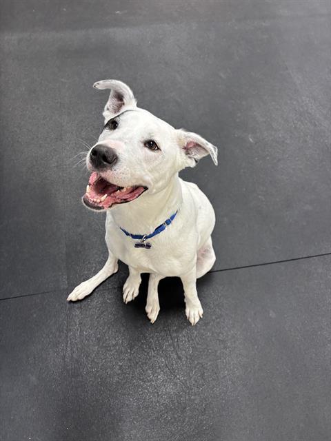 WILLOW, Adoptable, Adult Female Pit Bull Terrier.