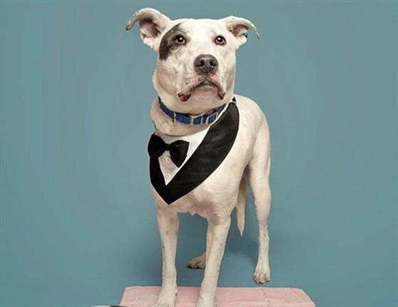 Enlarge WILLOW, a Adoptable Pit Bull Terrier in Saint Louis, MO image 1/1